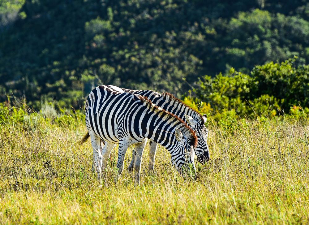 Immer paarweise die Zebras.          ....DSC_3990