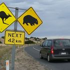 Immer präsent: Kängurus, Wombats und Emus auf den Straßen Australiens