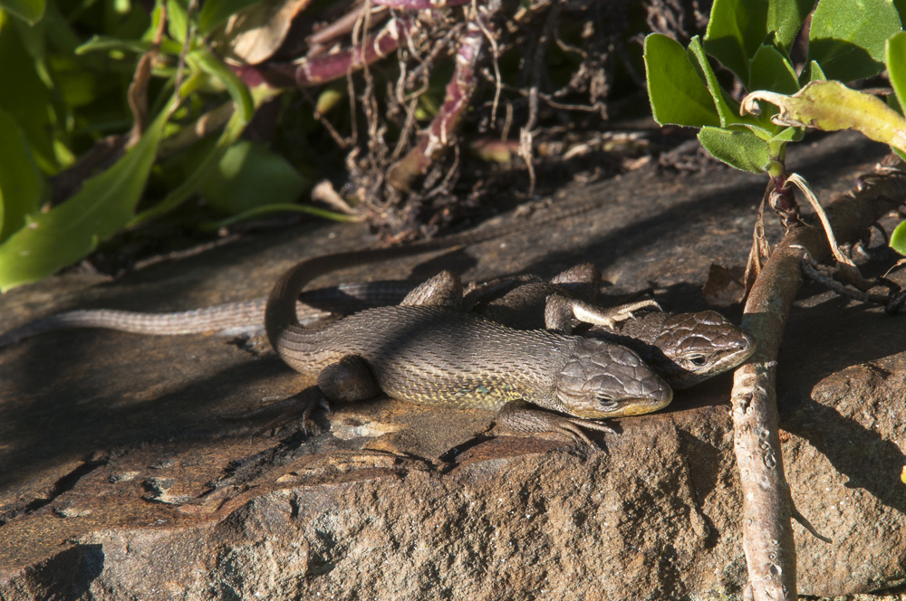 Immer ran an die Reptilinnen