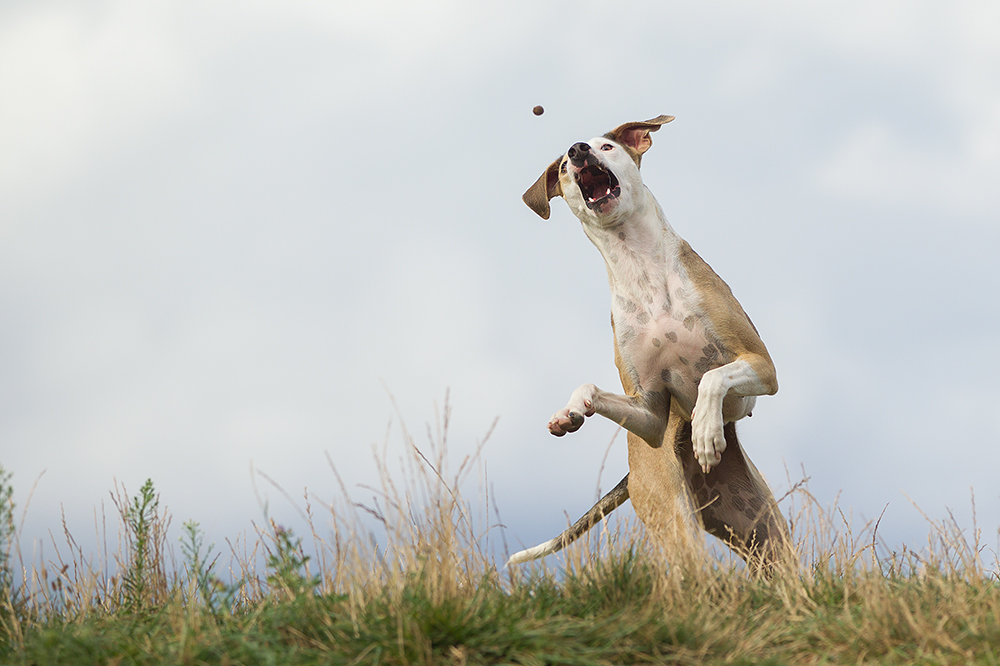 immer rein in die Futterluke! Foto & Bild hunde, natur, action Bilder auf
