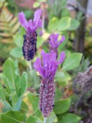 Immer schön anzuschauen - blühender Lavendel