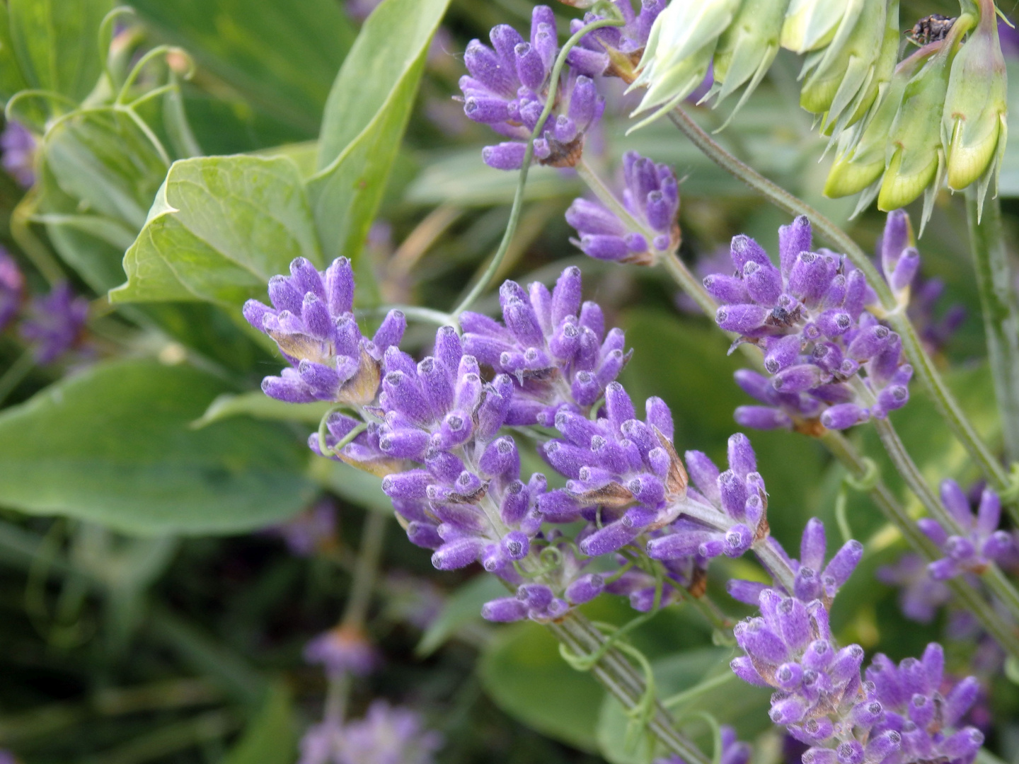 Immer schön anzuschauen - blühender Lavendel