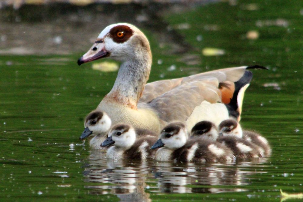 Immer schön bei Mama bleiben :-)