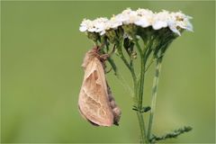 Immer schön den Deich hochschauen..              Ampfer Wurzelbohrer