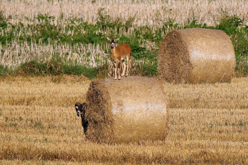 Immer schön den Überblick behalten! Oder: Die Luft ist rein :-) Mufflonschaf auf Strohrolle 