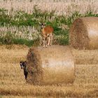 Immer schön den Überblick behalten! Oder: Die Luft ist rein :-) Mufflonschaf auf Strohrolle 