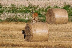 Immer schön den Überblick behalten! Oder: Die Luft ist rein :-) Mufflonschaf auf Strohrolle 