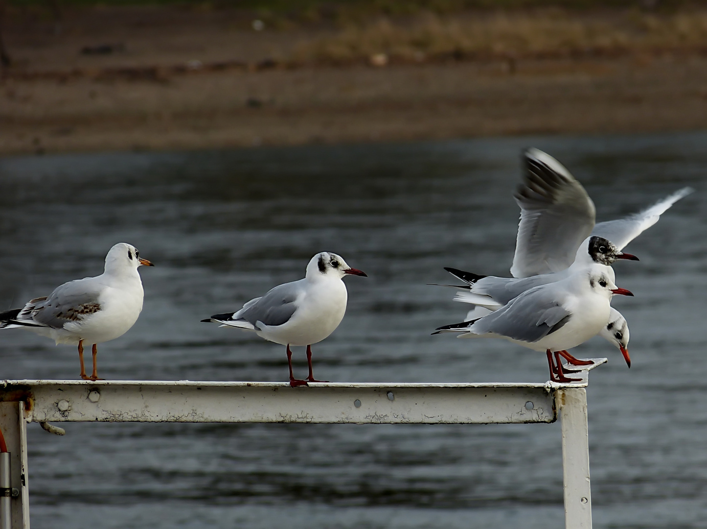 immer schön der Reihe nach losfliegen