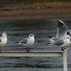 immer schön der Reihe nach losfliegen