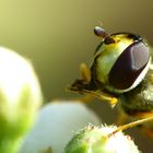 Immer schön die Hände waschen