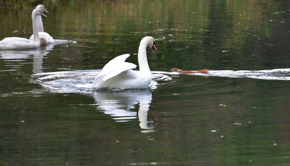 Immer schön g'schmeidig bleiben alter Schwan ;-)))