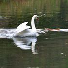 Immer schön g'schmeidig bleiben alter Schwan ;-)))