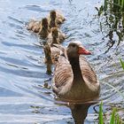 immer schön hinter Mama her