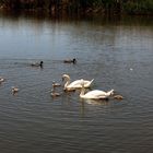 immer schön im Kreis schwimmen Kinder