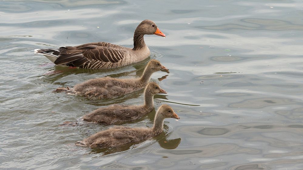 immer schön in der Reihe bleiben