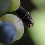 & immer schön nach dem Essen "Hände" waschen ...´14 I