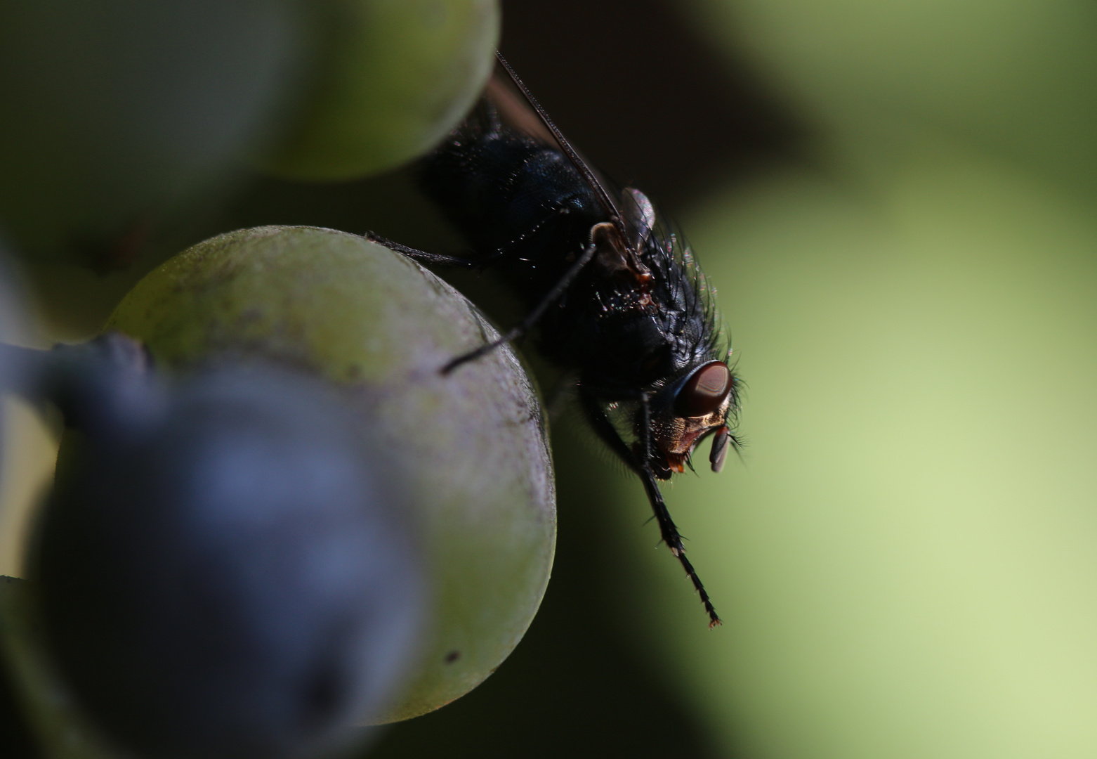 & immer schön nach dem Essen "Hände" waschen ...´14 II