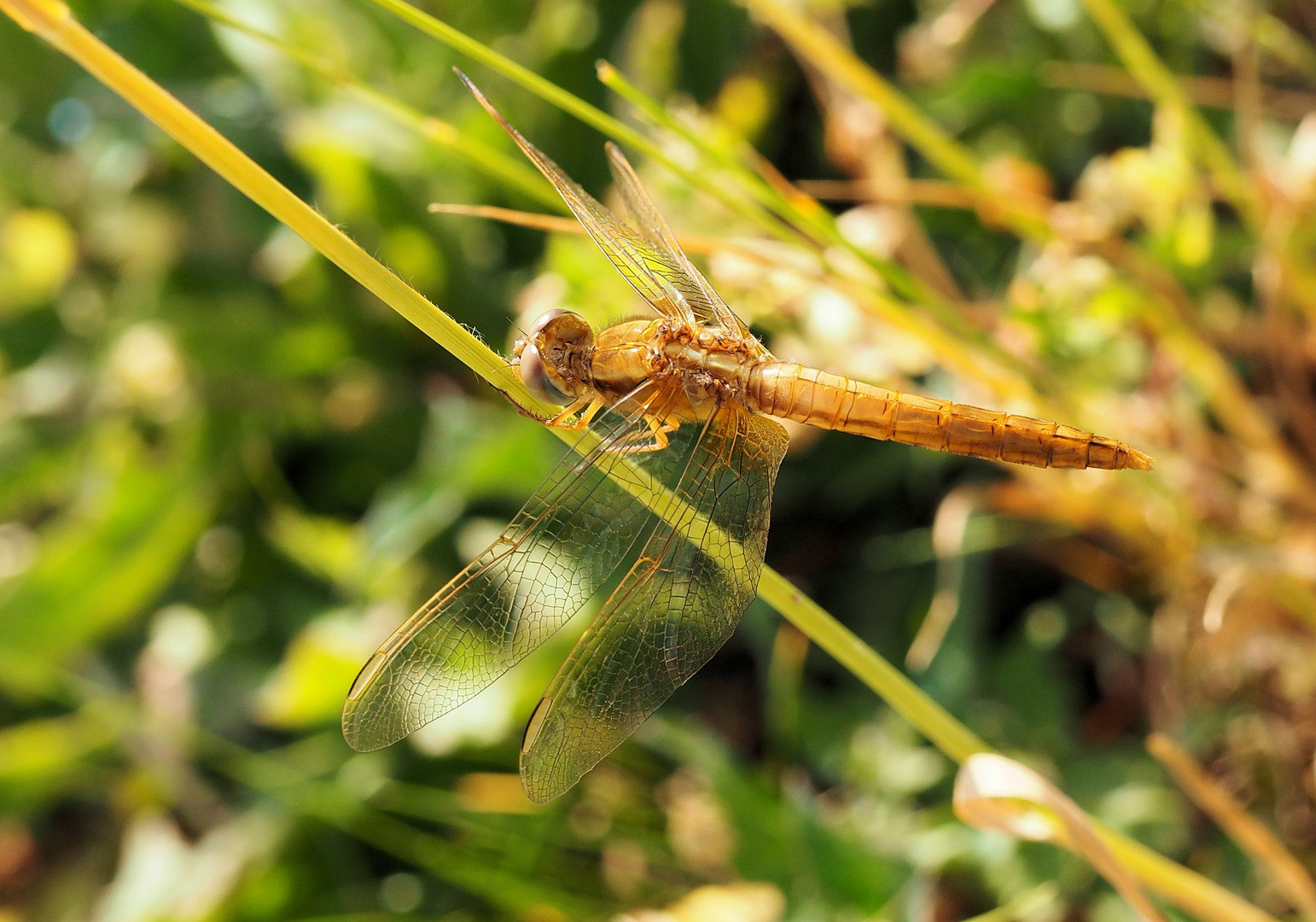 Immer verstecken sich die Feuerlibellen im Gras ....