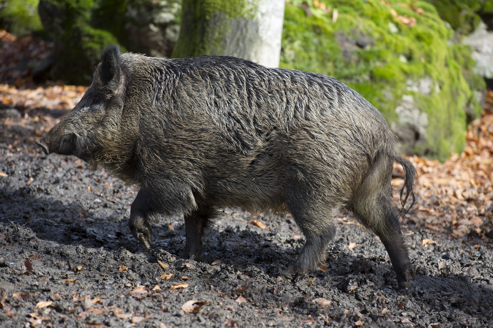 Immer viel Schwein!