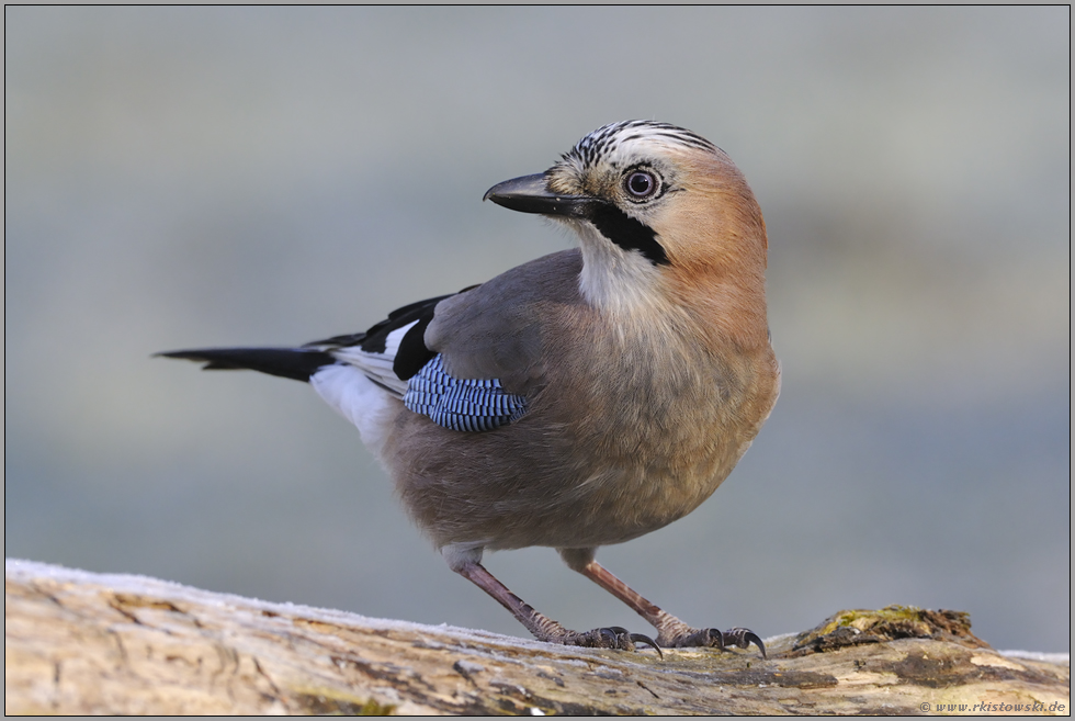 immer wachsam... Eichelhäher *Garrulus glandarius*