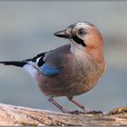 immer wachsam... Eichelhäher *Garrulus glandarius*