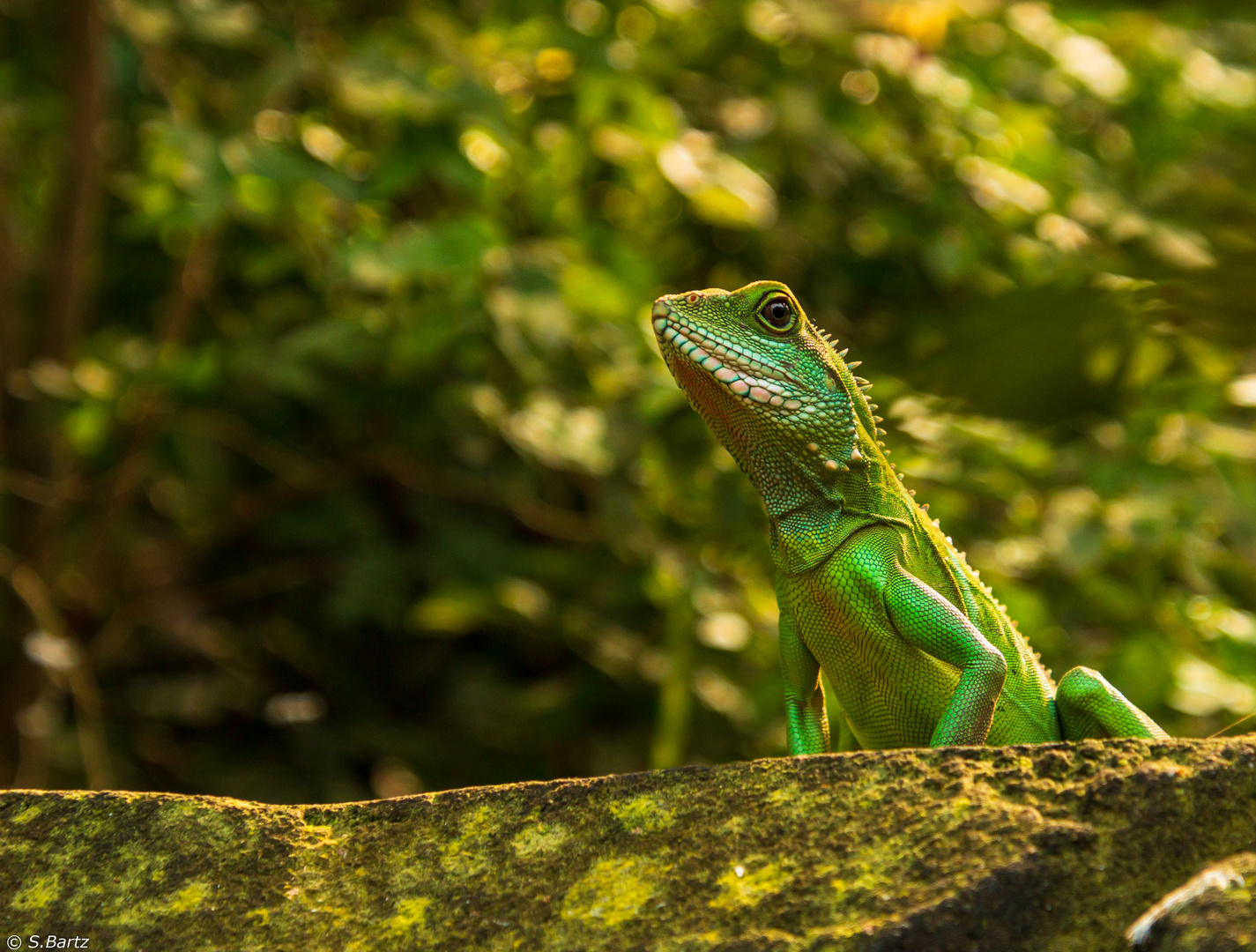 Immer wachsam -  Grüne Wasseragame (2)