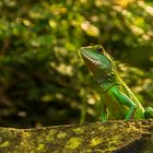 Immer wachsam -  Grüne Wasseragame (2)