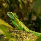 Immer wachsam -  Grüne Wasseragame (3)