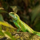 Immer wachsam -  Grüne Wasseragame (4)