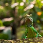 Immer wachsam -  Grüne Wasseragame