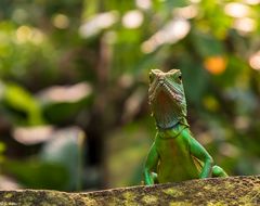 Immer wachsam -  Grüne Wasseragame