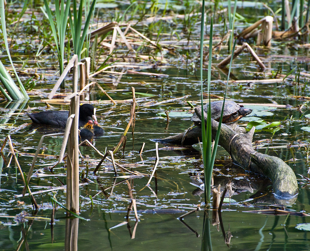 Immer was los am Aprather Mühlenteich