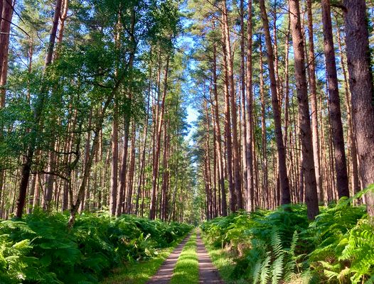 Immer weiter gerade aus1