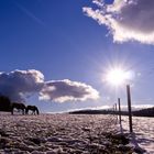 „Immer wenn der Mensch aufbrach, um die Welt zu gewinnen, war das Pferd sein Freund und Begleiter.“