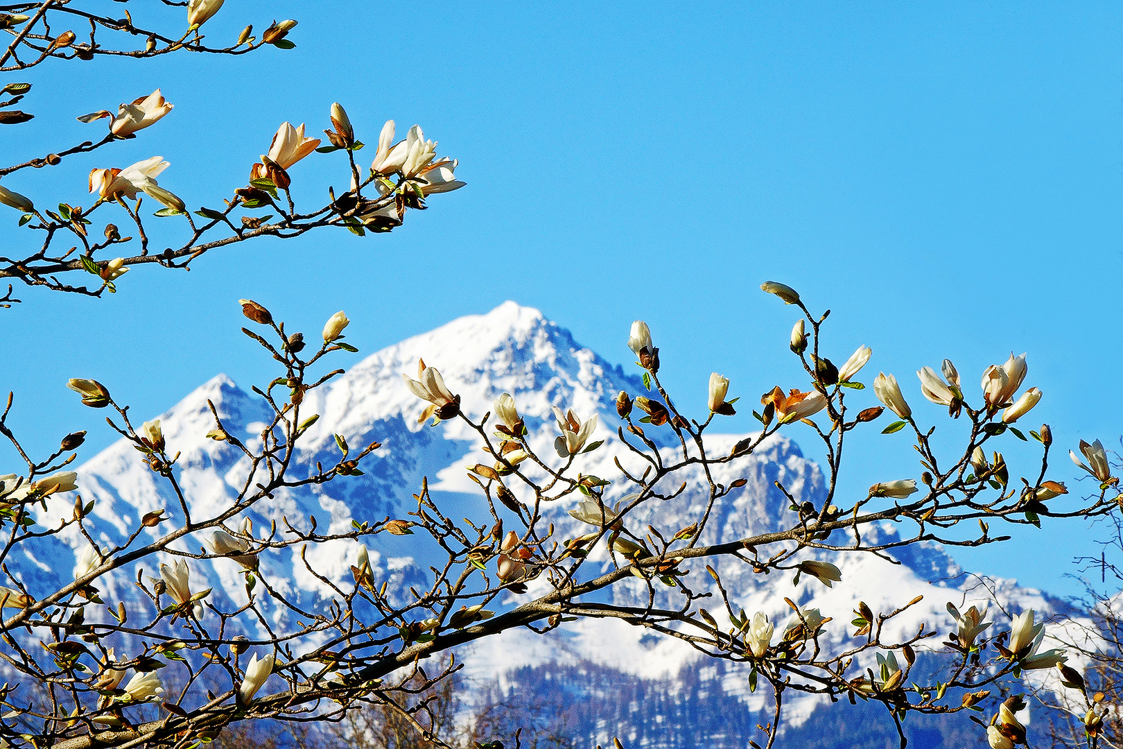 Immer wenn die Magnolien blühen...