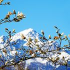 Immer wenn die Magnolien blühen...