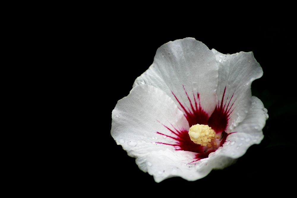 Immer wenn ich ein Blümchen hochlade...