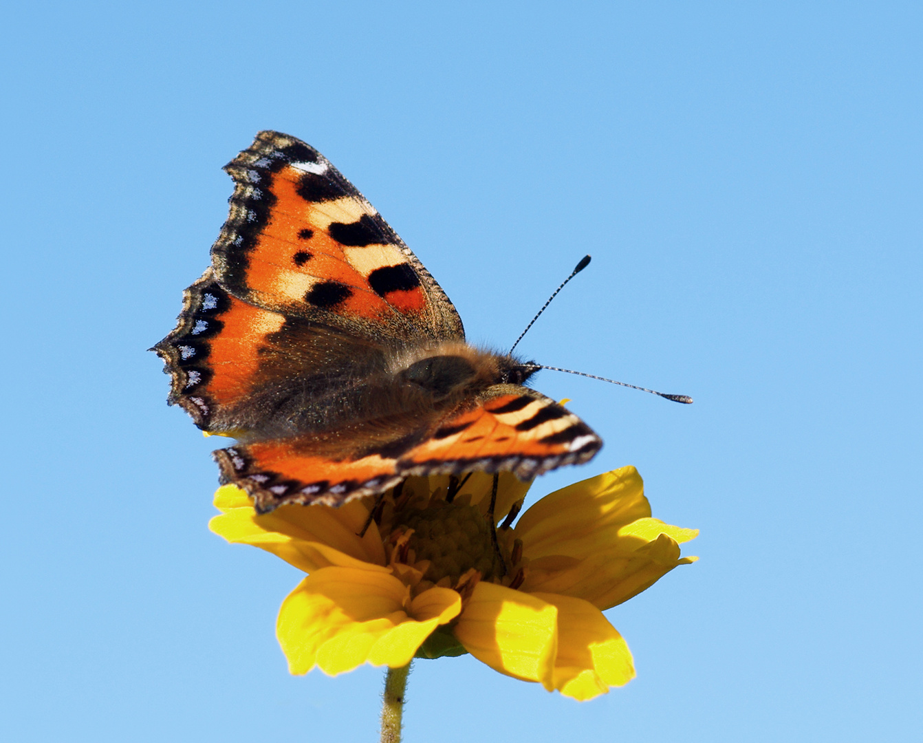 Immer wenn man denkt.. es fliegt nichts mehr..