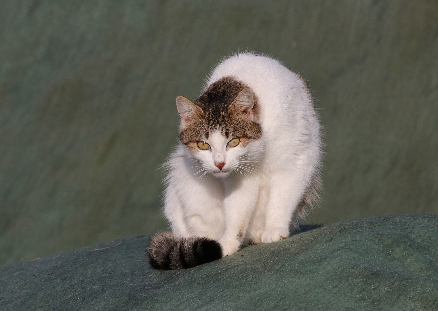 Immer wenn sie hungrig ist, wird sie zur Wildkatze