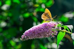 Immer wieder auf dem Sommerflieder