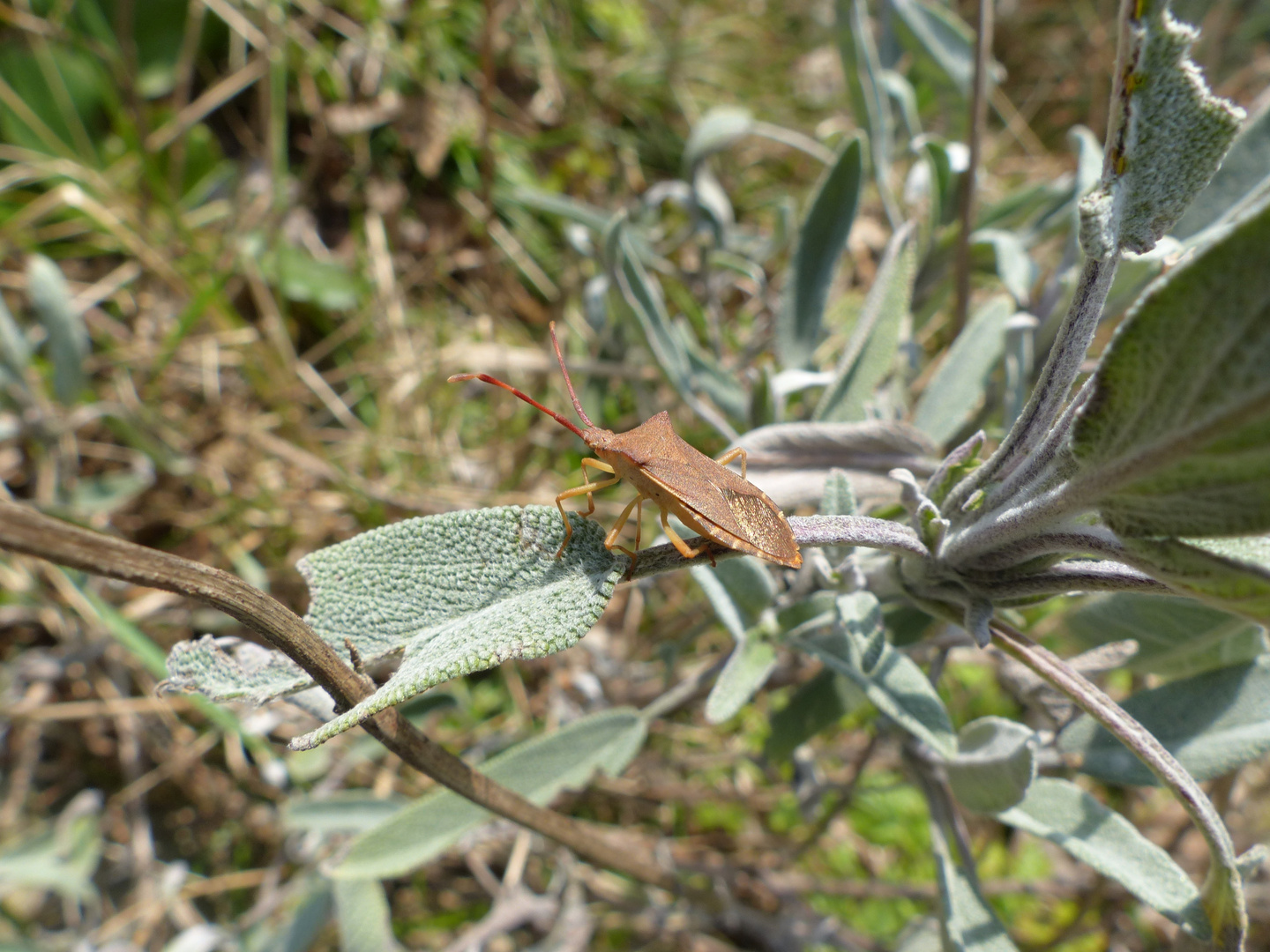 Immer wieder da - Braune Randwanze (Gonocerus acuteangulatus)