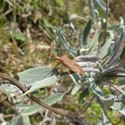 Immer wieder da - Braune Randwanze (Gonocerus acuteangulatus)