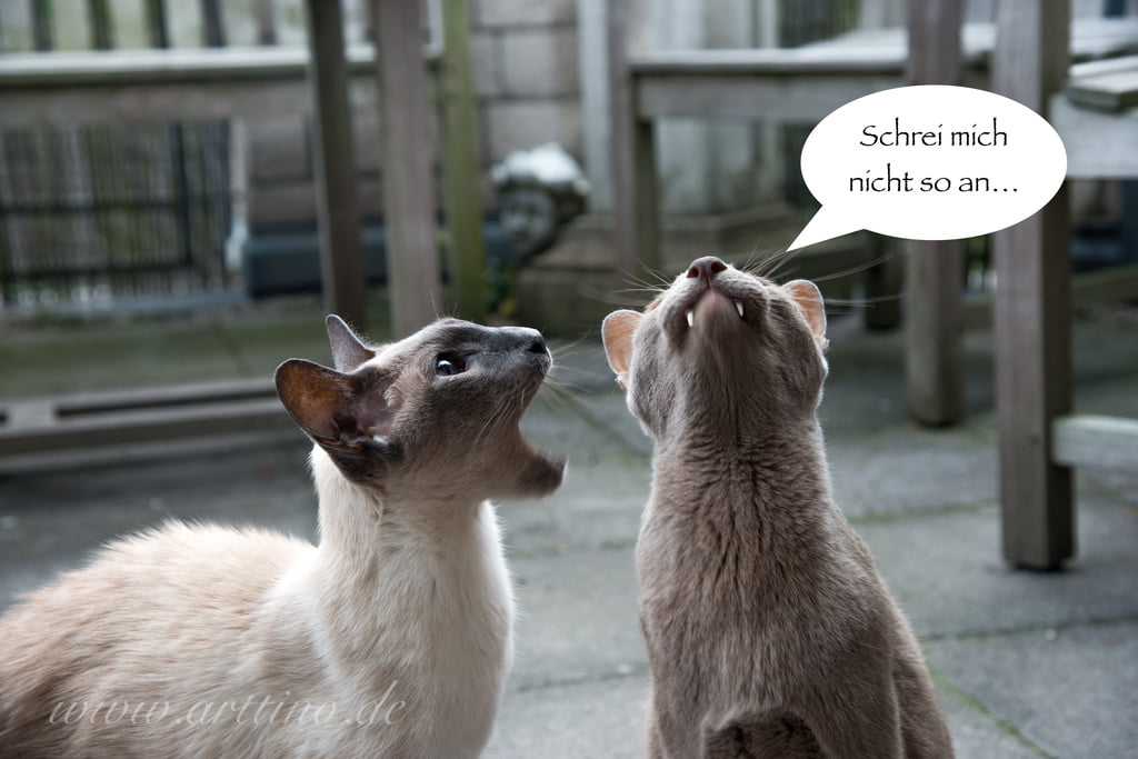 Immer wieder diese Katzen