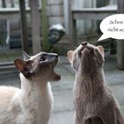 Immer wieder diese Katzen