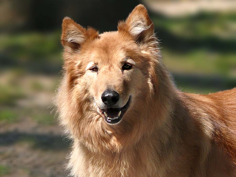 Immer Wieder Diese Schonen Hunde Foto Bild Tiere Haustiere Hunde Bilder Auf Fotocommunity