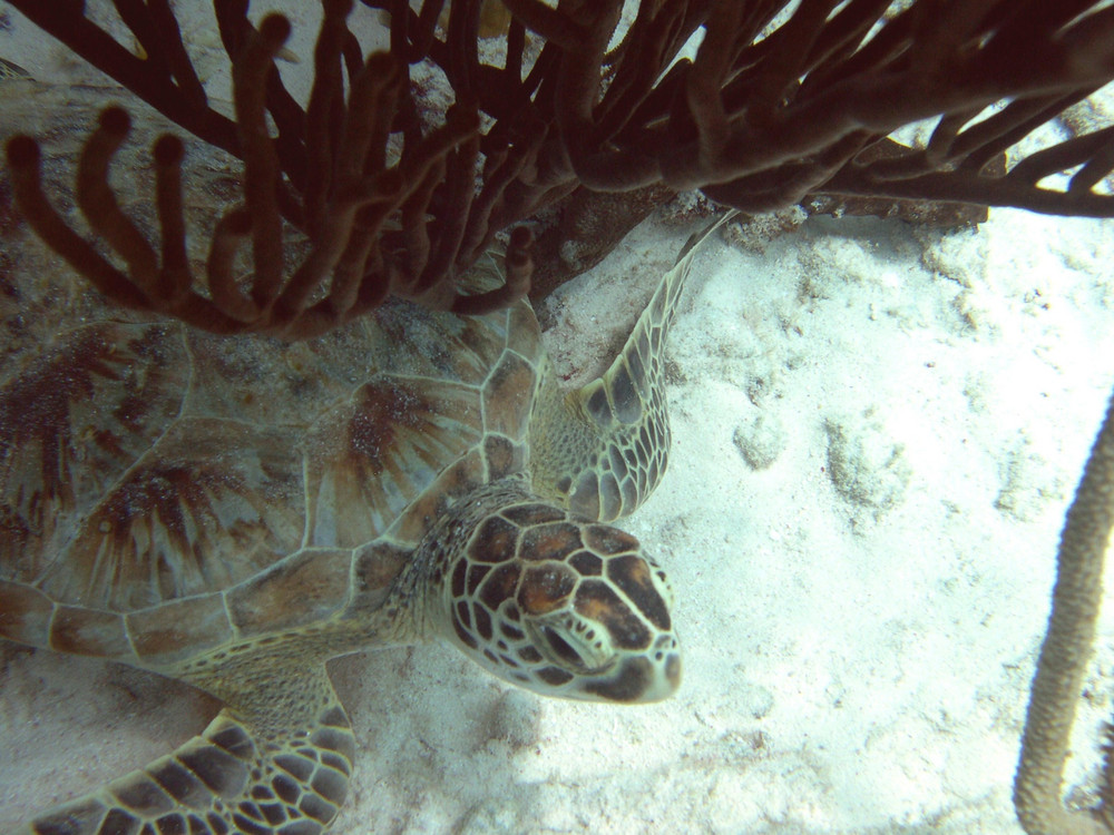 Immer wieder ein Erlebnis, eine Schildkroete beim Tauchen zu sehen. Hier in Bonaire.