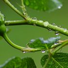 Immer wieder eine Herausforderung_Wassertropfen