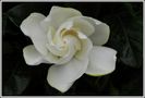 Immer wieder eine Schönheit - Gardenie von Pit Wilke