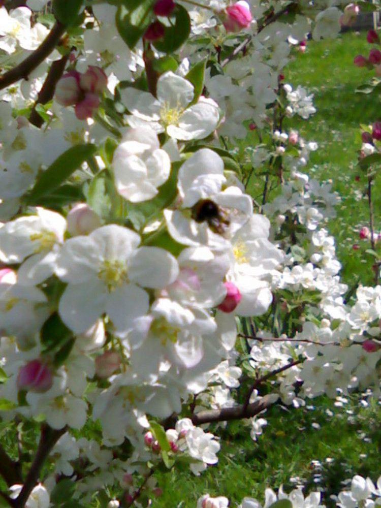 immer wieder - endlich Frühling