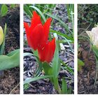Immer wieder erblühen neue Tulpen**